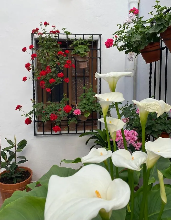 El Patio De Regina Apartment Cordoba